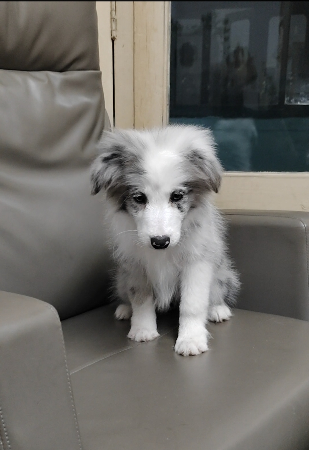 双血统精品蓝陨石妹妹,疫苗齐全、花色完美